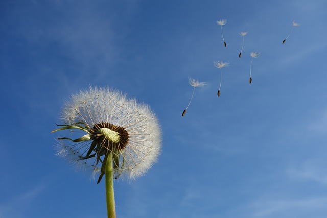 dandilion blowing in the wind